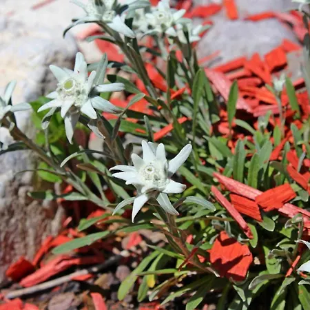 Σπίτι διακοπών Rekreacny Dom Pohoda *